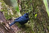 Jamaican Blackbird